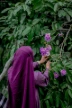 a woman in a purple hijab picking flowers from a tree